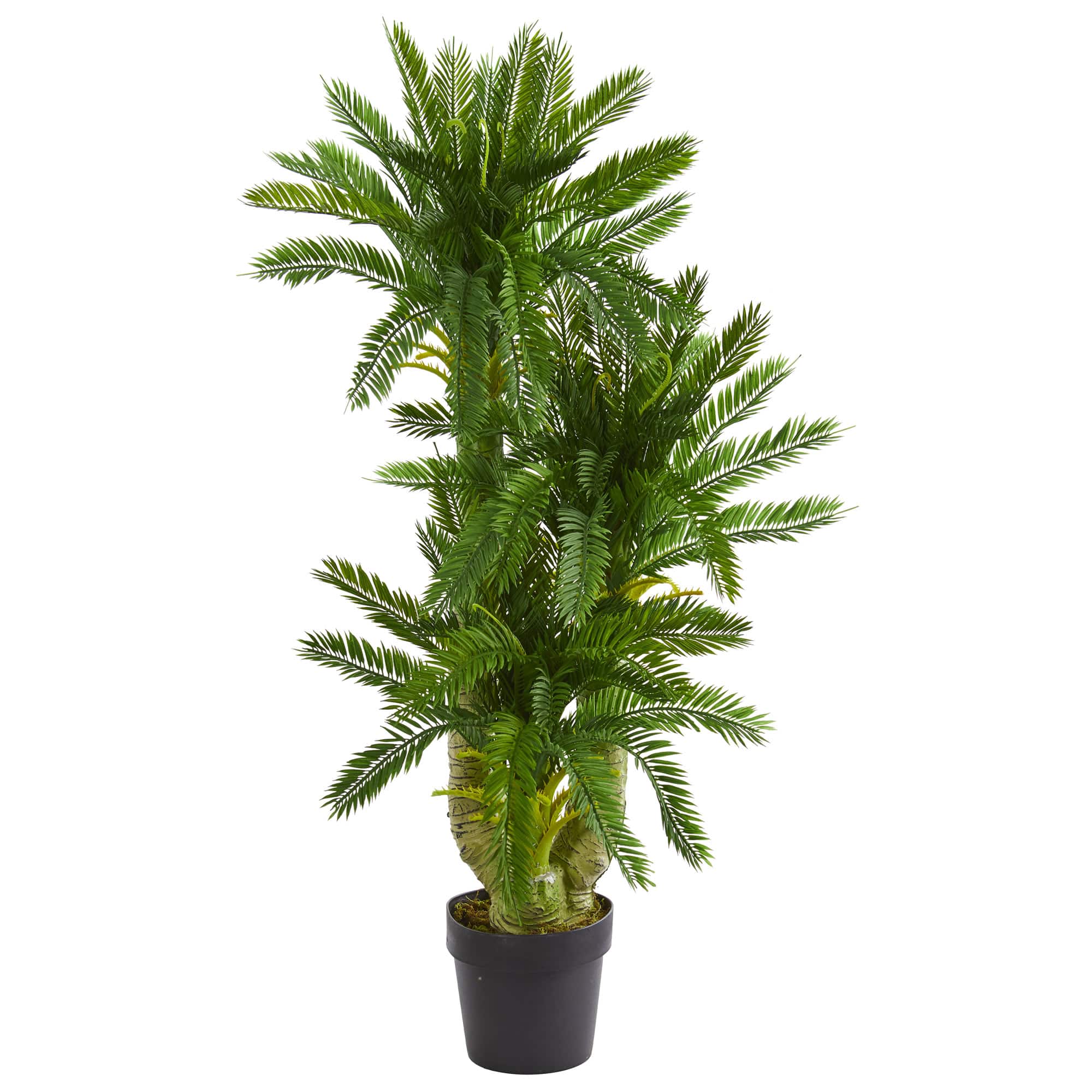 3.5ft. Triple Potted Cycas